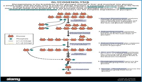 How is glycogenolysis different from glycogenesis?