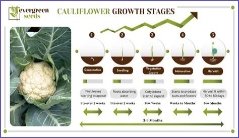 How many cauliflowers do you get from one plant?