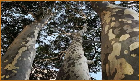 Is Spotted Gum sustainable?