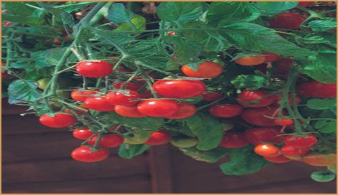 Should i pinch out tumbling tom tomatoes?