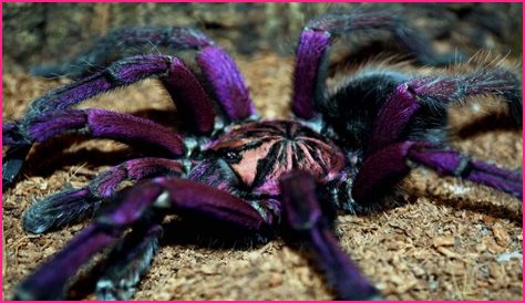 What is an arboreal tarantula?