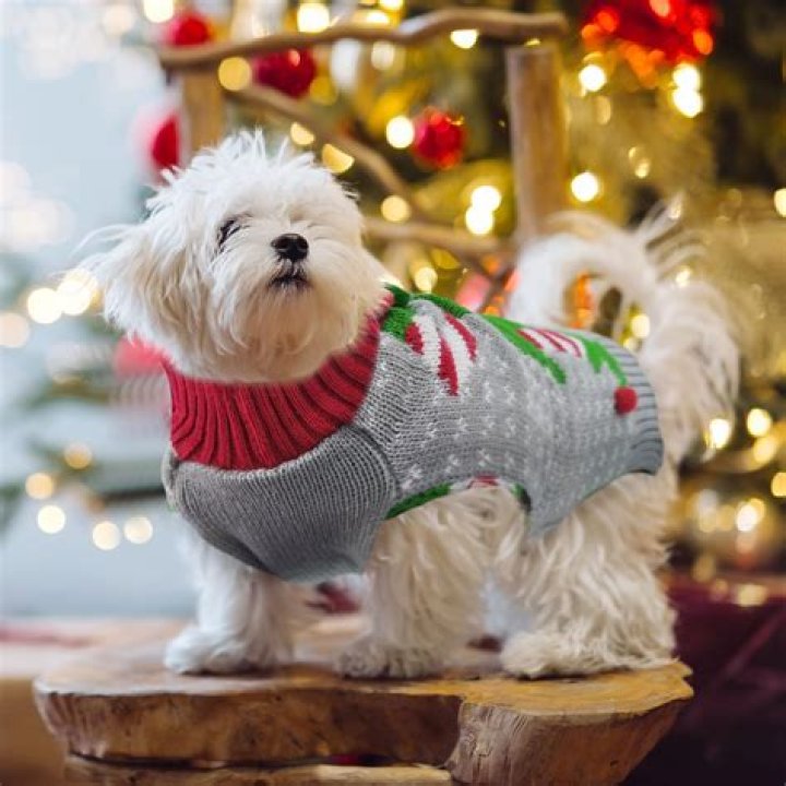 15 Cute Matching Dog Christmas Sweaters for Dogs and Owners 2023