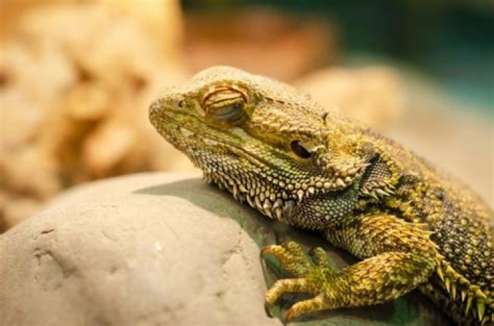 20 Cute Facts About Bearded Dragons Discover Walks Blog