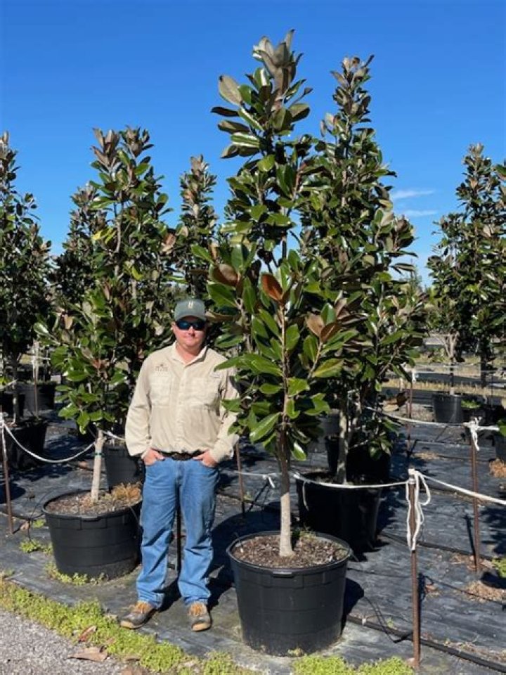 200 Gal D.D. Blanchard Southern Magnolia Southern Tree Growers