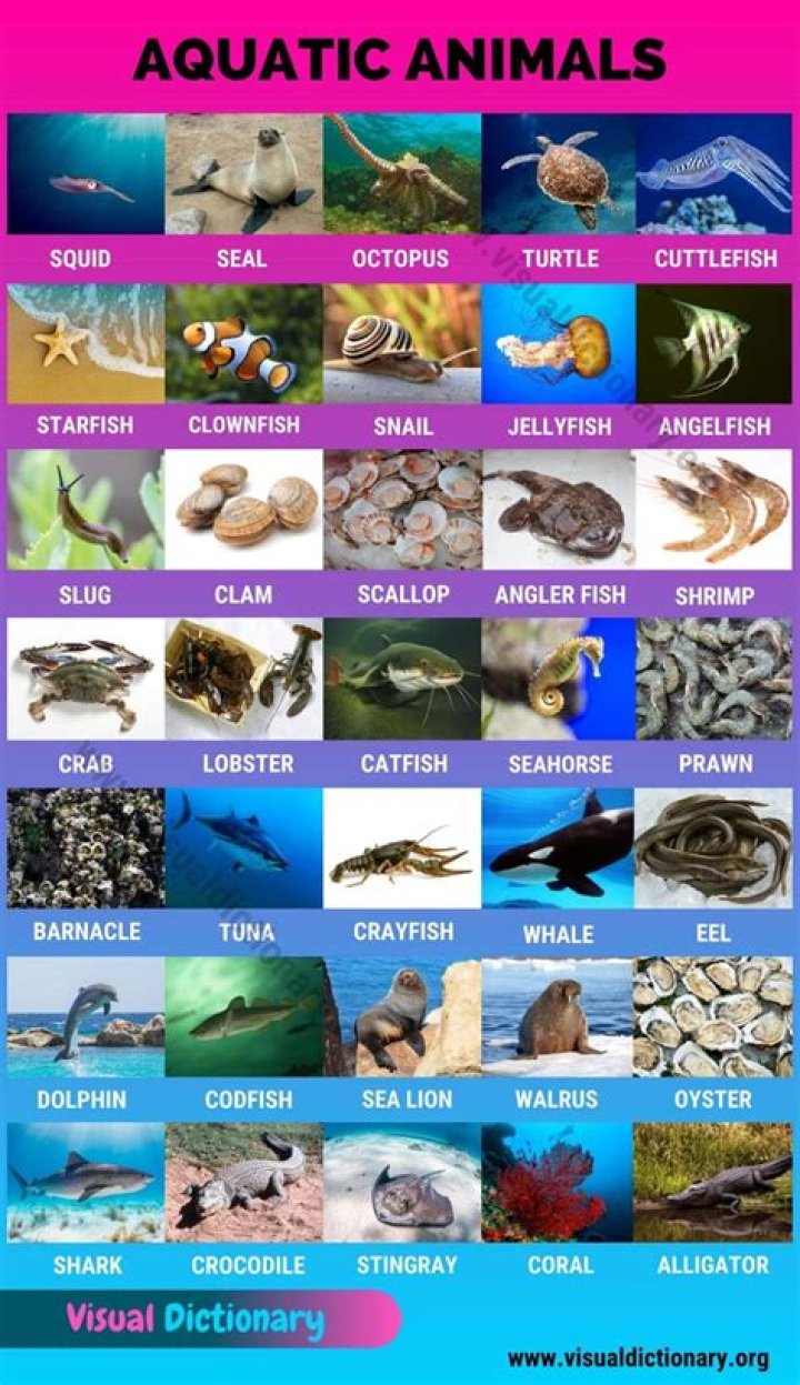 60+ Aquatic Animals Name List With Pictures Animals' Space