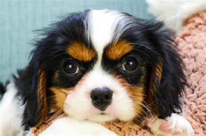 77+ Teacup Miniature Cavalier King Charles Spaniel l2sanpiero