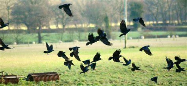A Murder of Crows