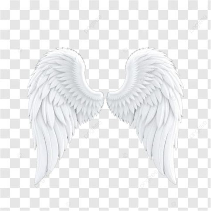A pair of white wings A pair of white wings