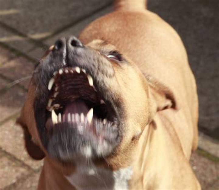 A pit bull baring its teeth is one of the signs that it might attack A pit bull baring its teeth is one of the signs that it might attack