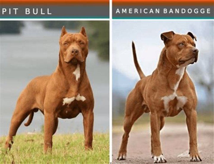 A pit bull that makes direct eye contact should be avoided A pit bull that makes direct eye contact should be avoided