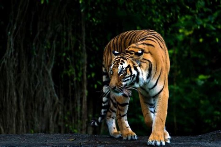 A screenshot of Tiger Chen's Tiger Chen Linhu confronting Keanu Reeves' Donaka Mark from The Man of Tai Chi