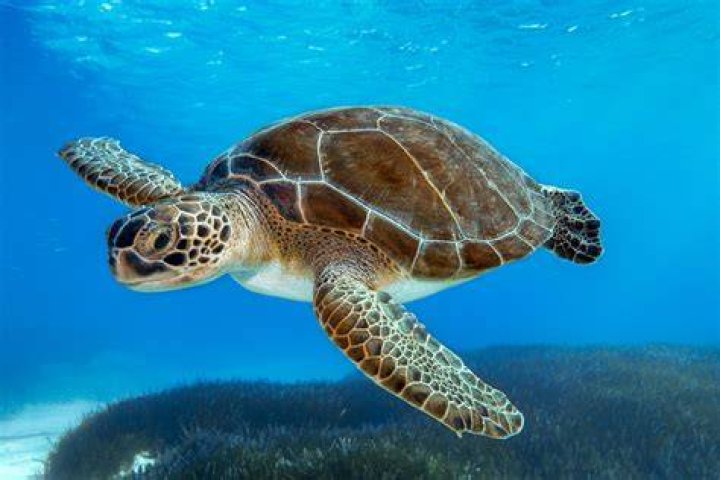 A Turtle's Tale 2: Sammy's Escape from Paradise