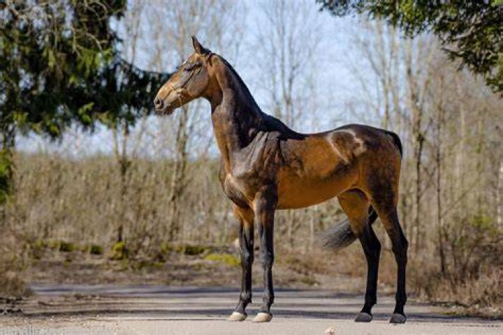 Akhal-Teke