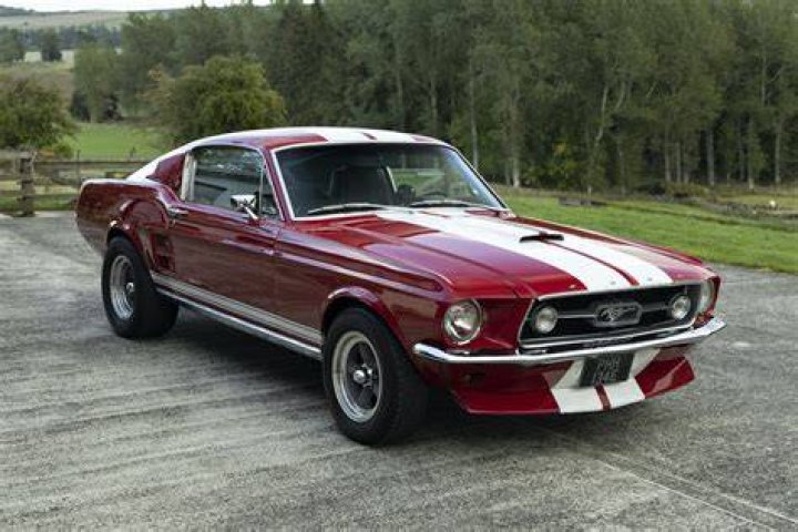 American Mustang