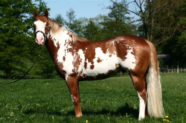 American Paint Horses