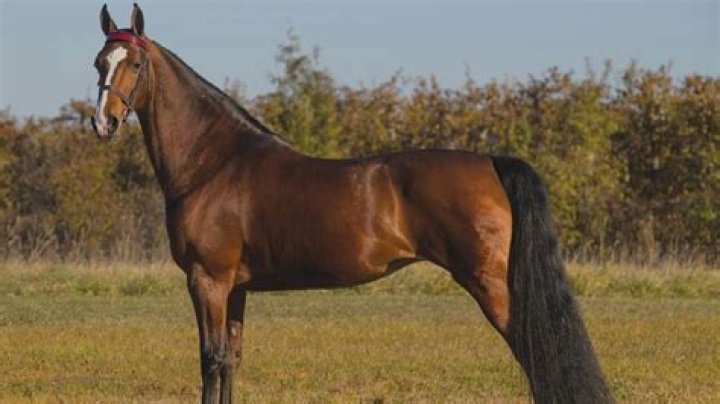 AMERICAN SADDLEBRED