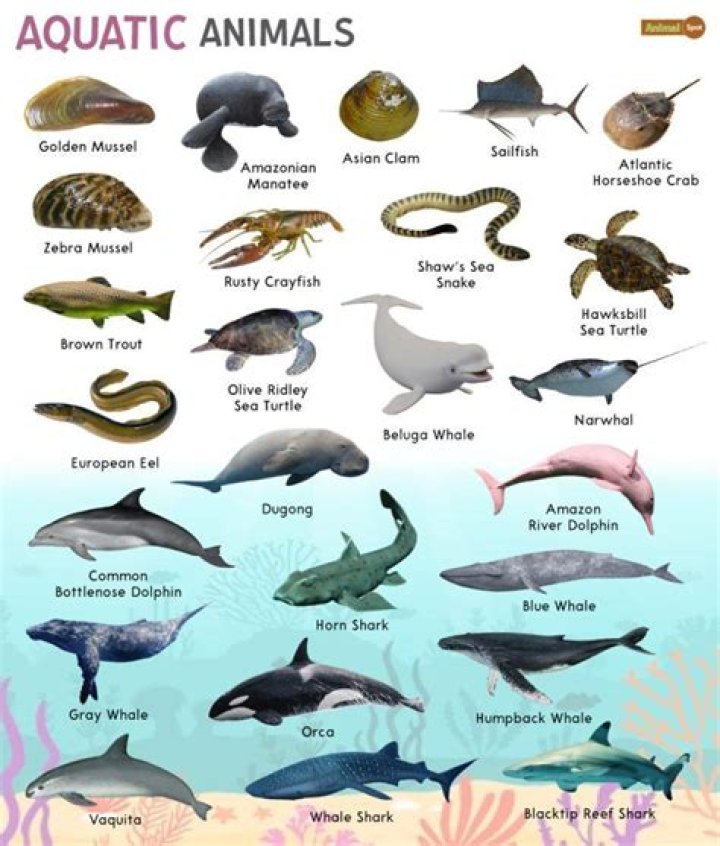 Aquatic animals! There are various types of aquatic animals that live