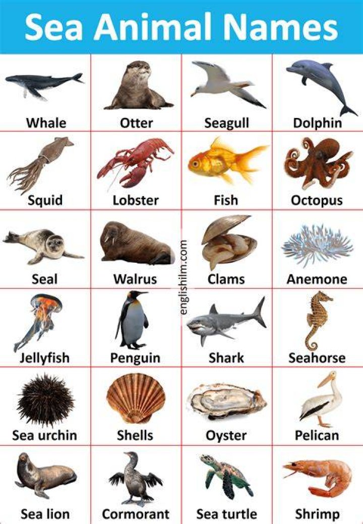 Aquatic Names: A Comprehensive Guide To Naming Your Aquatic Pets