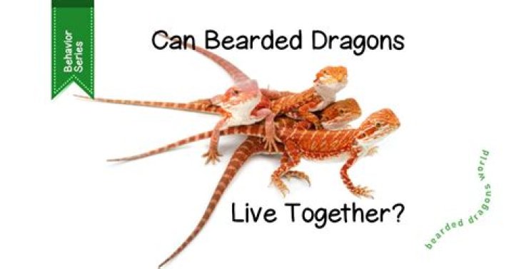 Are Bearded Dragons Social Creatures? A Guide To Their Social Behavior