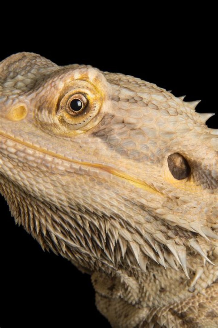 Are Bearded Dragons Social? Mypetcaretutor