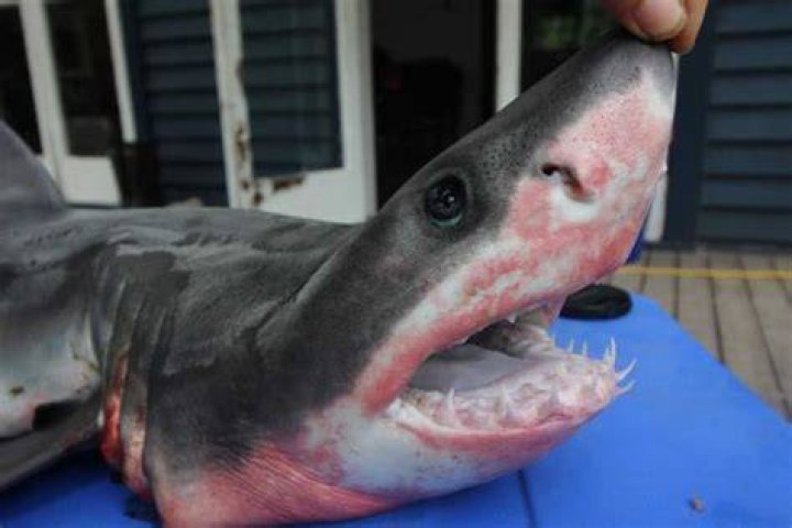 Baby great white shark a rare find on Ninety Mile Beach