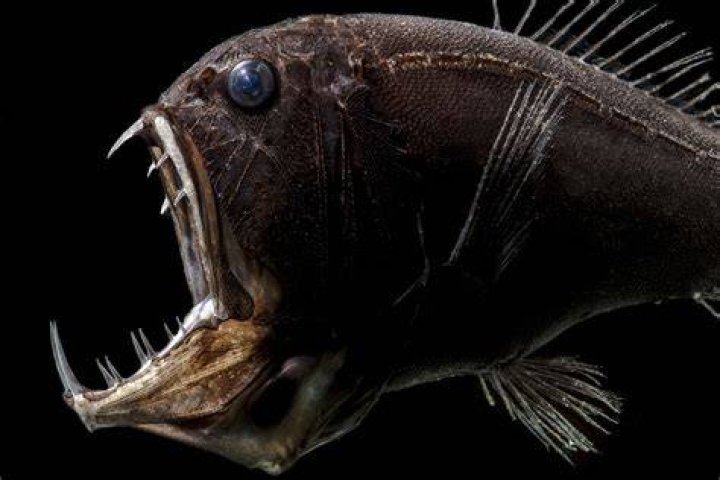 Bermuda Eel Rat: The Enigmatic Creature Of The Deep