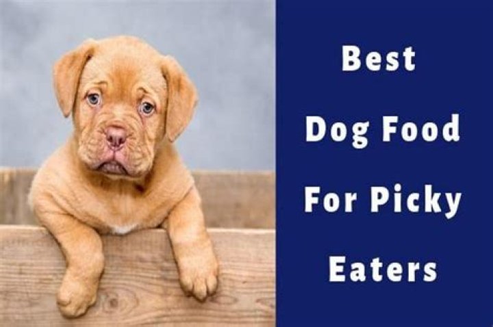 Best Dog Food For Picky Eaters: A Comprehensive Guide