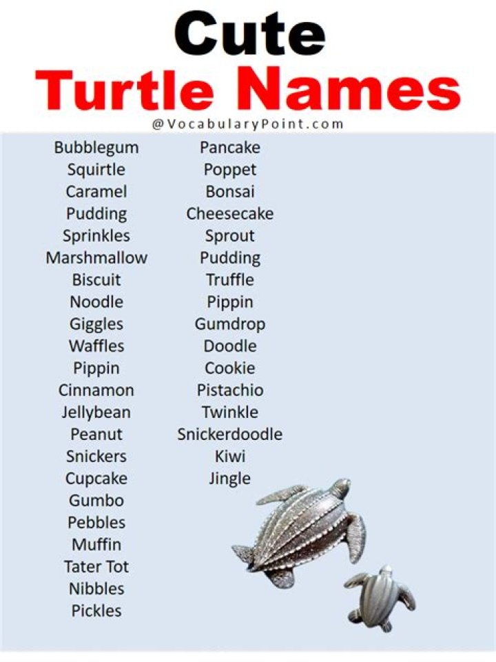 Best Turtle Names in English Vocabulary Point