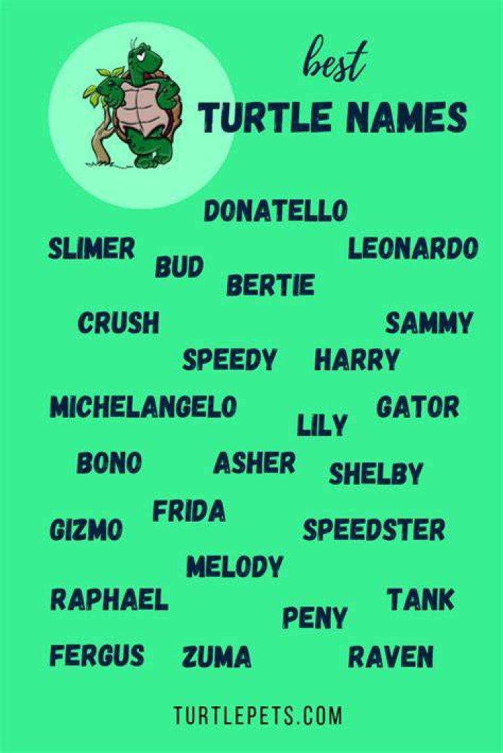 Best Turtle Names Turtle names, Pet turtle, Cute pet names