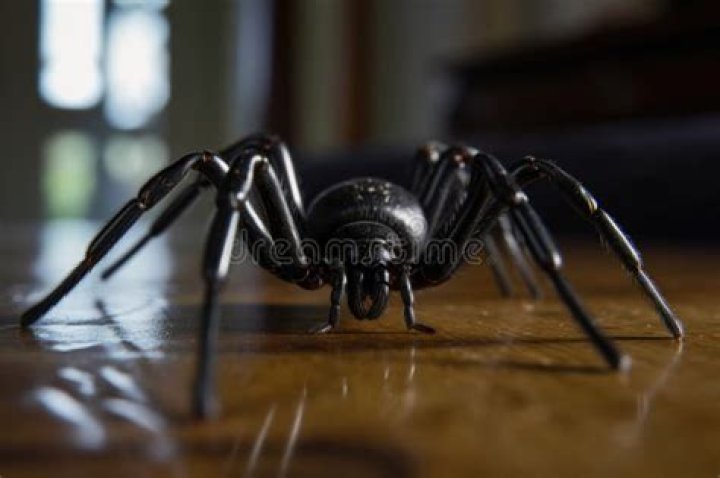 Big black spider crawls up mans back and he runs out, netizens run Big black spider crawls up mans back and he runs out, netizens run