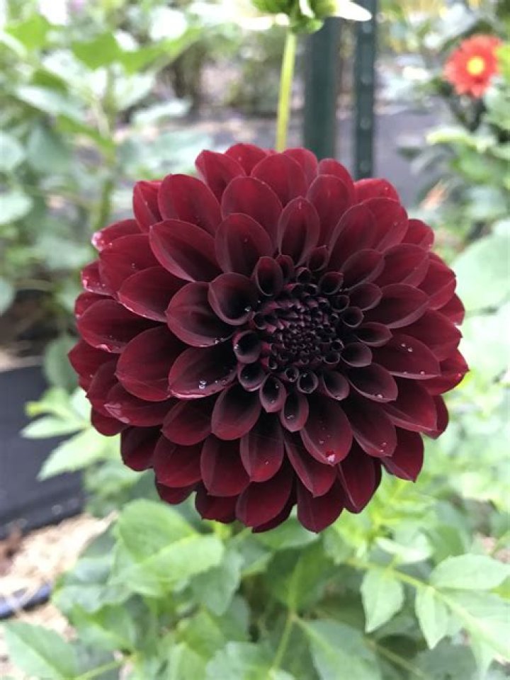 Black Dahlia 