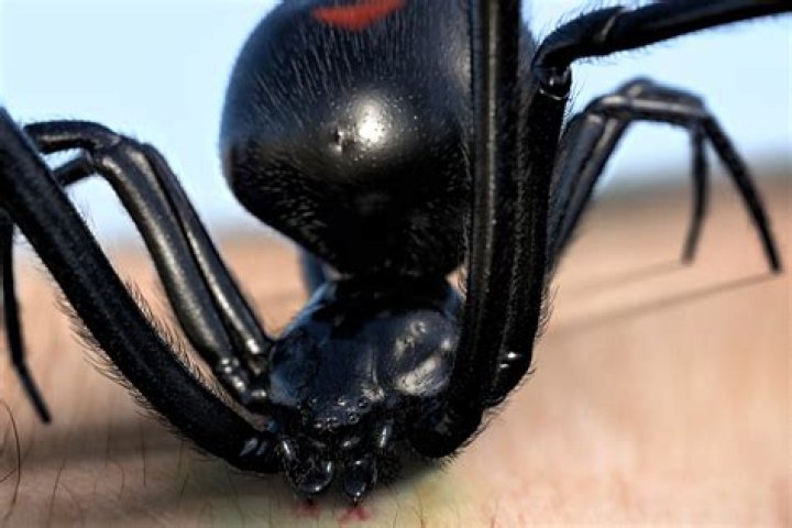 Black Widow Its Bits Spider Miniseries Natasha Romanoff