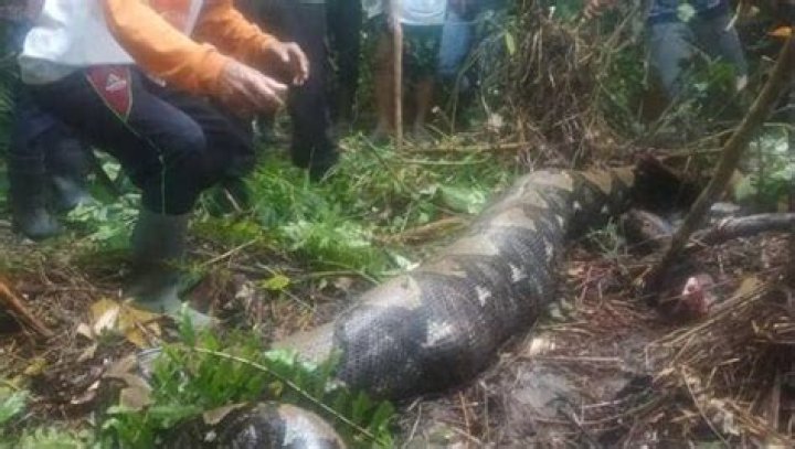 Body of 54-Year-Old Missing Woman Found Inside 7-Meter-Long Python After It Swallowed Her Whole