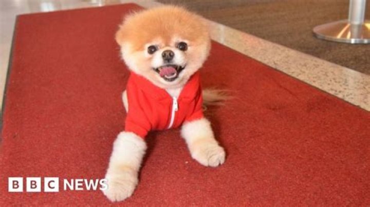 Boo The Pomeranian Dog Dies 'from A Broken Heart' BBC News atelier