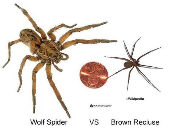 Brown Recluse vs Wolf Spider 13 Differences To Identify Them