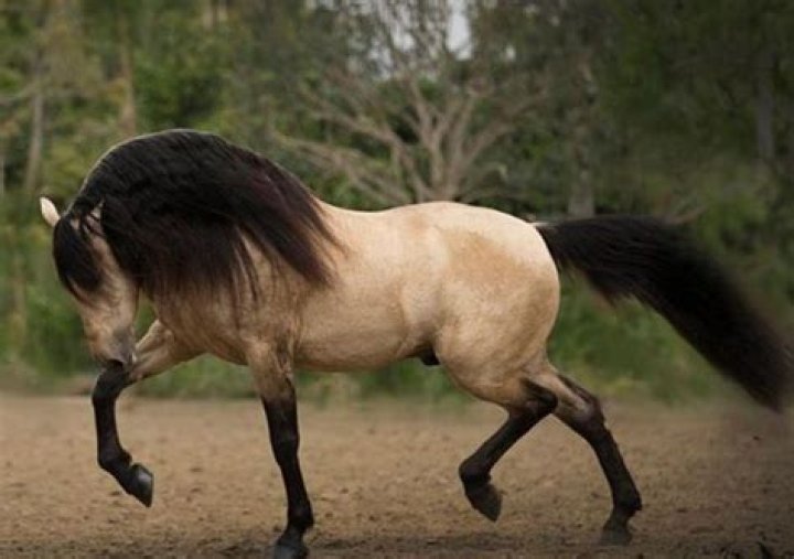 buckskin Lusitano