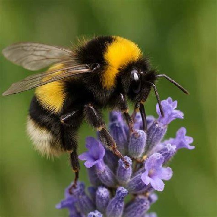 Bumblebee Bumblebee