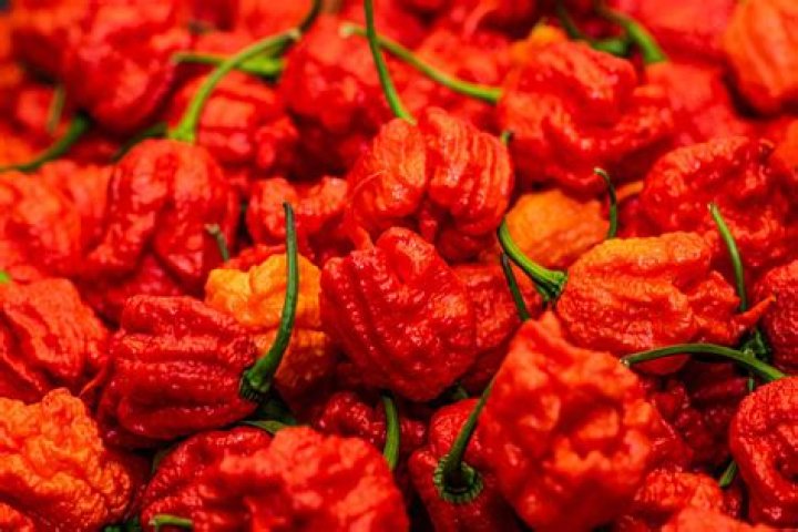 Carolina reaper south africa Carolina reaper south africa