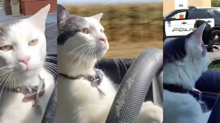 Cat Driving a Car Know Your Meme
