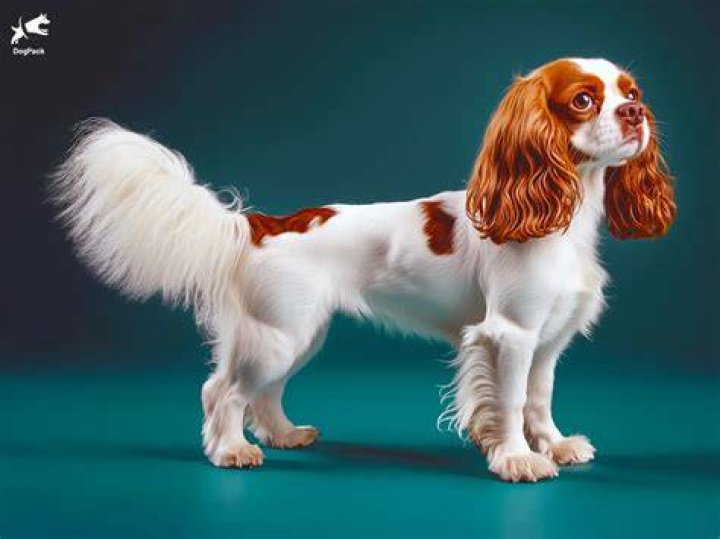 Cavalier King Charles Spaniel o cachorro mini s&iacute;mbolo da realeza