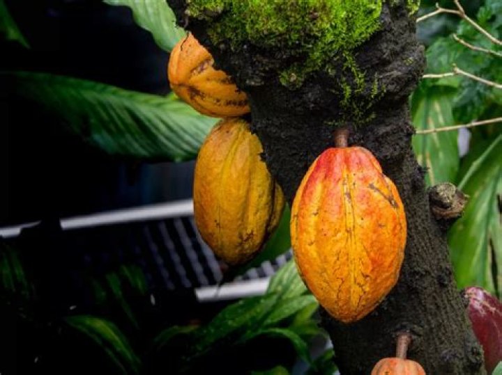 Cocoa crops generate about $2 billion in foreign exchange annually in a major contributor to government revenue and growth Cocoa crops generate about $2 billion in foreign exchange annually in a major contributor to government revenue and growth