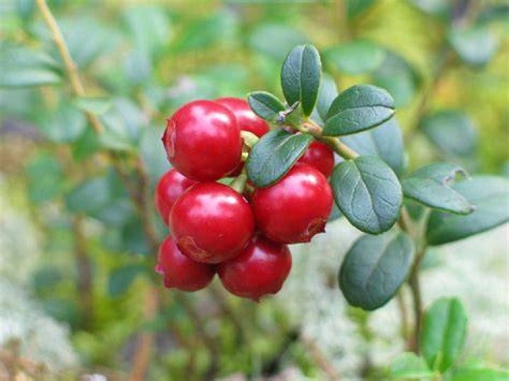 كرانبرى CRANBERRY دواعي استعمال ، سعر ، الاثار الجانبية ، الاضرار ، الجرعة