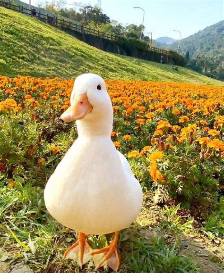 Cute and Funny Pet Duck Names in 2020 Pet ducks, Funny duck names