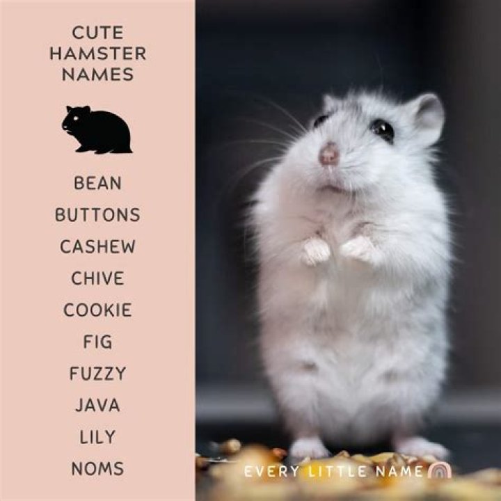 Cute Hamster Names 300 Adorable Names For Fluffy Friends