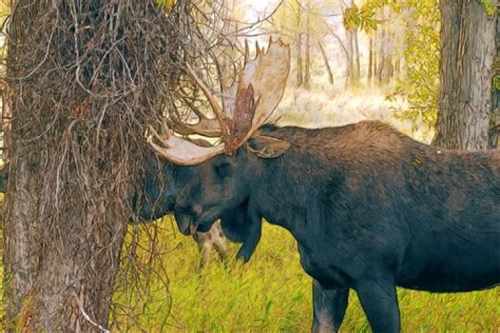 Deangelo Williams Moose