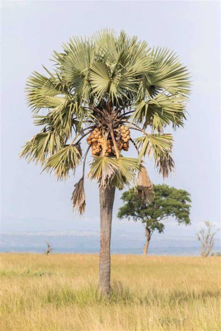 Different types of palm trees in South Africa: everything to know