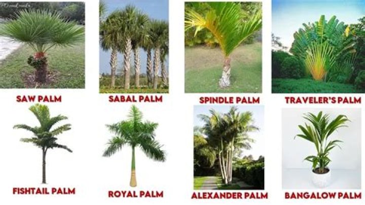 different types of palm trees
