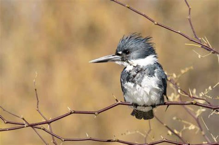 Discovering Kingfisher Tucson AZ: A Hidden Gem In The Desert