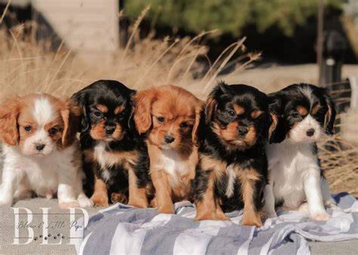 Discovering The Charm Of The Mini Cavalier King Charles Spaniel