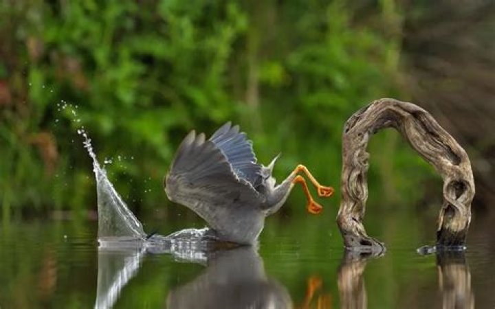 Dispute. Photo / The Comedy Wildlife Photography Awards 2023, Jacek Stankiewicz 